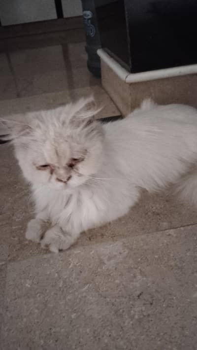 Persian cat