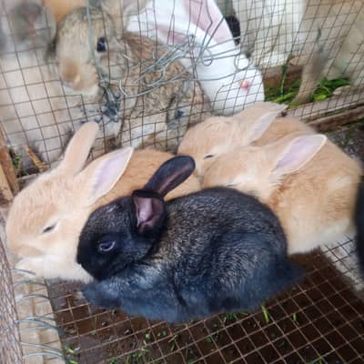 Newzeland and Flamish Rabbits