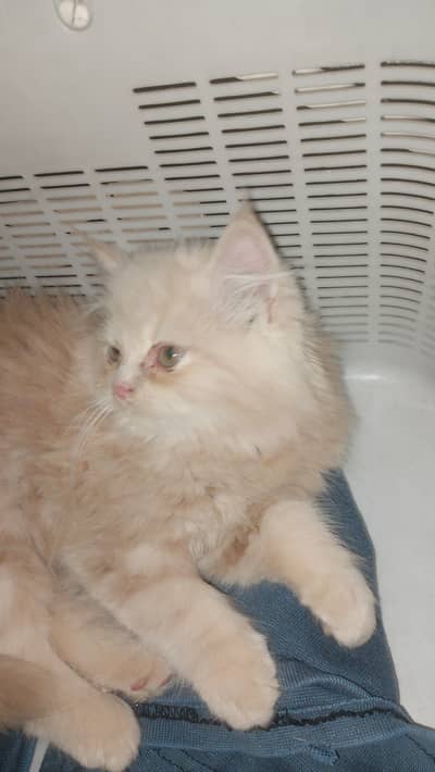 3 month kitty  for sale