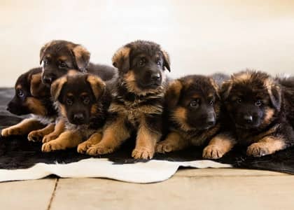 German shepherd |black shepherd | Black n tan puppy | Gsd puppies