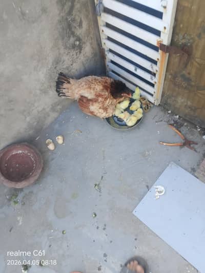 asel mianvali chickes