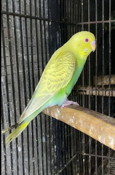 Dunfellow patha  tcb breeder male