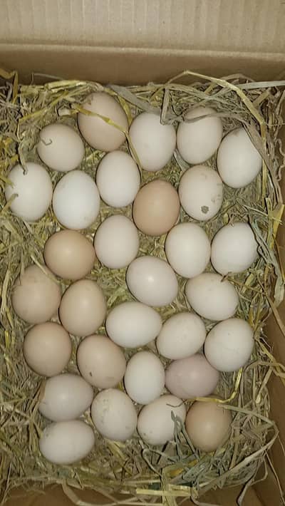 Austrolop And RIR Fertile Eggs [03224535024]