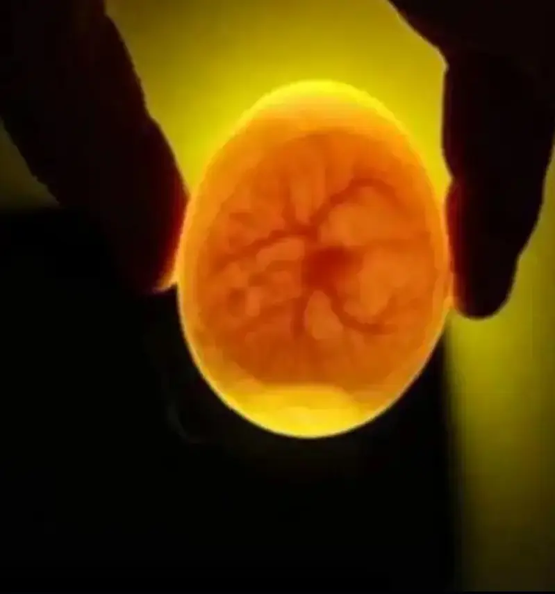 Austrolop And RIR Fertile Eggs [03224535024] — photo 4