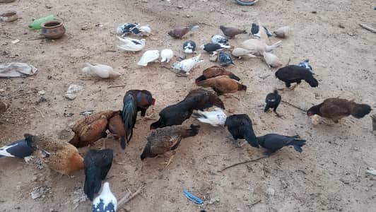 Aseel Hens , chicks for sale