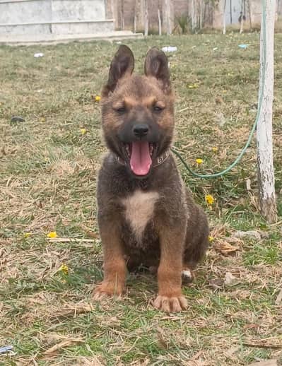 Belgian Shepherd  puppies for sale / puppy / pup /Pure Bhagyari dog