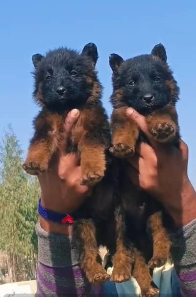 German shepherd | Puppy | GSD | Dog for sale | Long coat Puppy