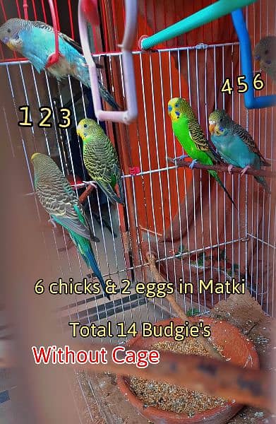 Total 14 Budgie's