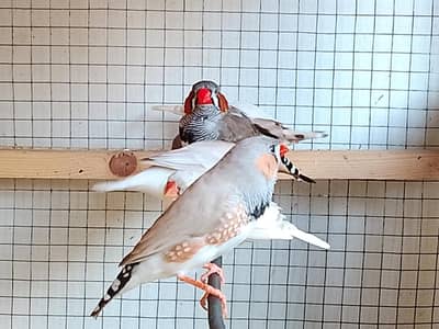 Mutation finches for sale