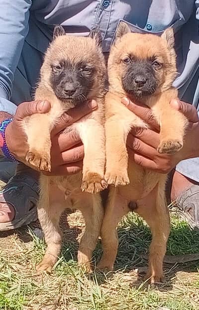 Bhagyari puppies for sale / puppy / dog /Belgian Shepherd puppy