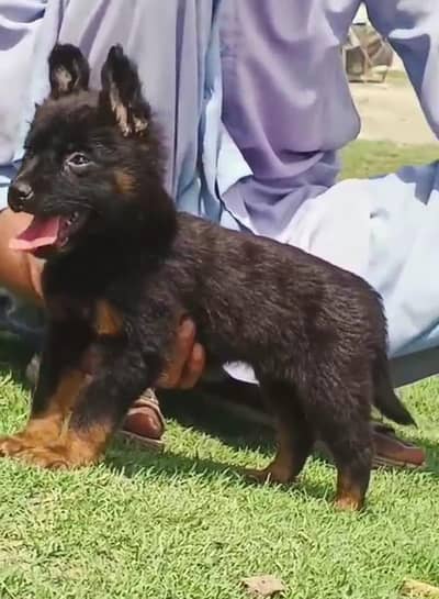 German shepherd | Puppy | GSD | Dog for sale | Long coat Puppy