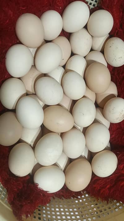 Astrolop & [RIR] Egg {03224535024}.