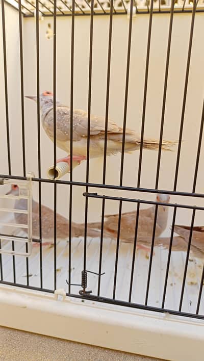 Red dove ready to breed pair