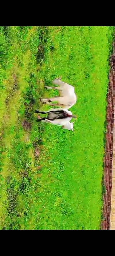 2 breeder and 1 female goat for sale