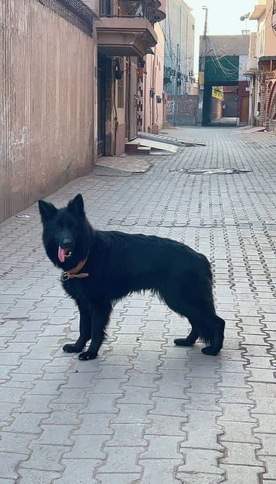 BLACK GERMAN SHEPHERD LONG COAT