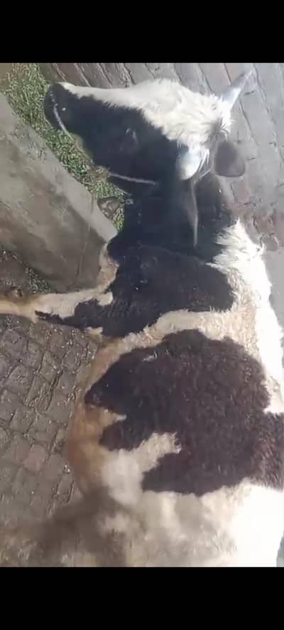 fresion bull for qurbani