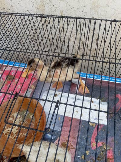 JORA ha 2 month ka Ha