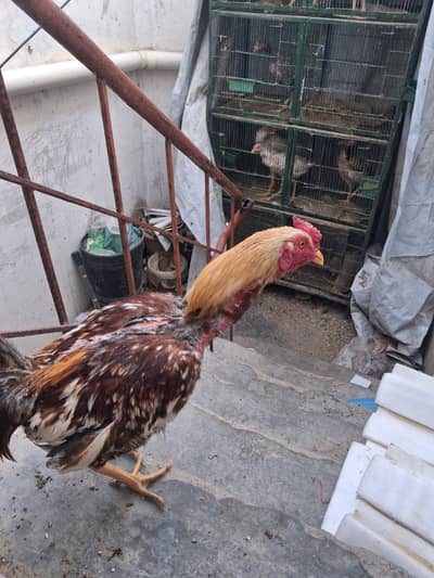 Complete setup: Pathay aur Pathaiyan 11 to 14 month old