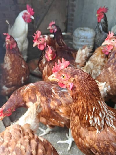 day old chiks for salle