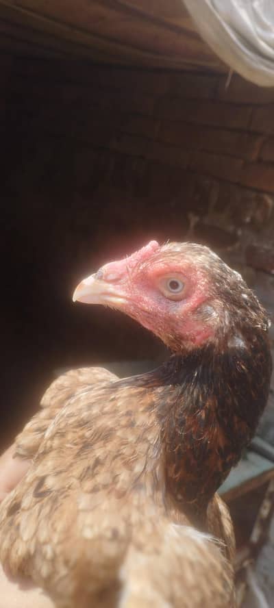 Blue Ring Mianwali Madi/hen