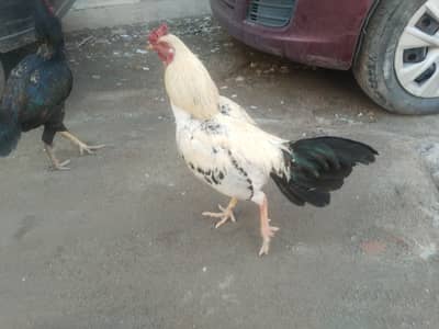 Aseel murghay for sale