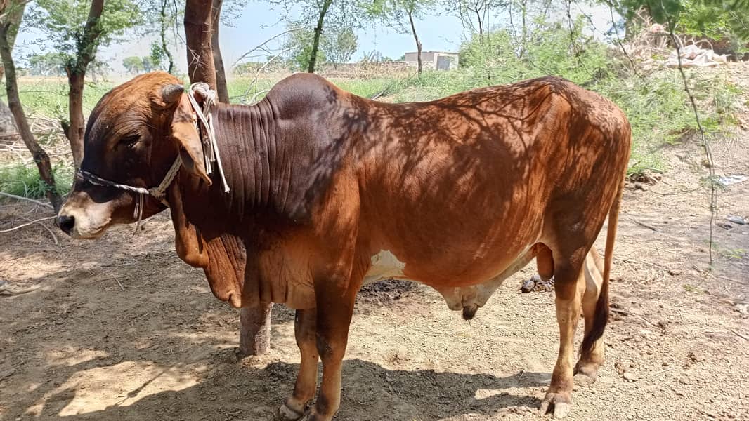  گائے کا خوبصورت بچھڑا برائے فروخت 0