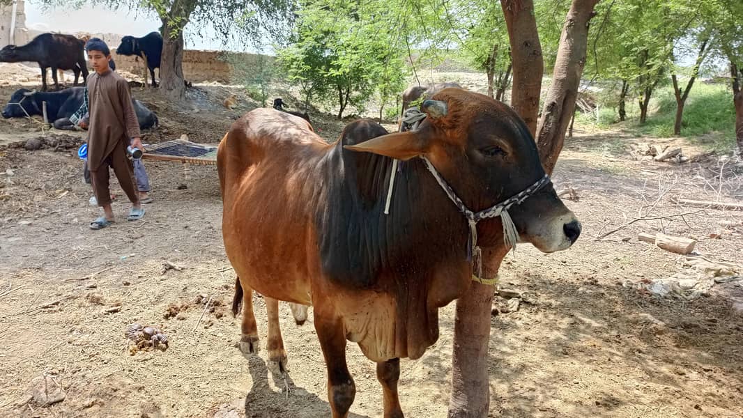  گائے کا خوبصورت بچھڑا برائے فروخت 1