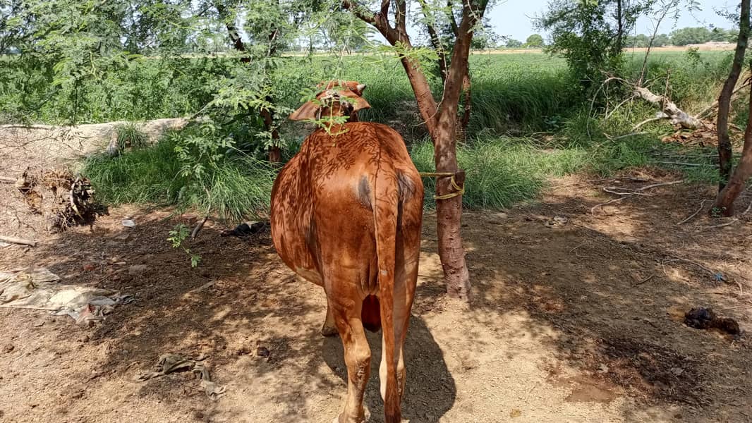  گائے کا خوبصورت بچھڑا برائے فروخت 2