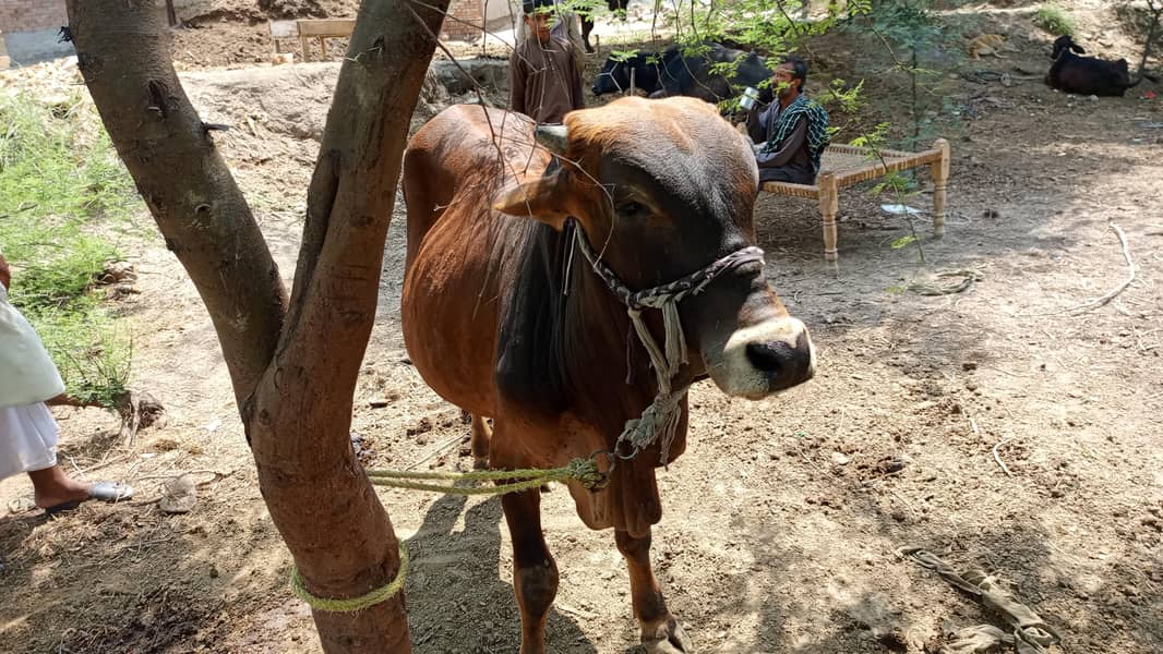  گائے کا خوبصورت بچھڑا برائے فروخت 3