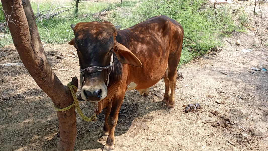  گائے کا خوبصورت بچھڑا برائے فروخت 4