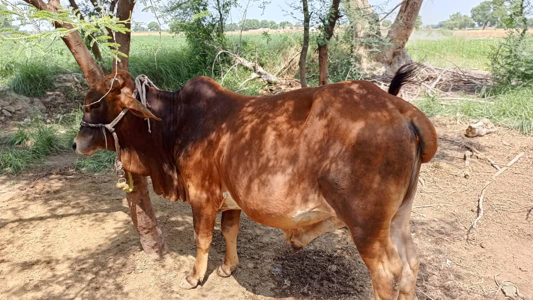  گائے کا خوبصورت بچھڑا برائے فروخت 5