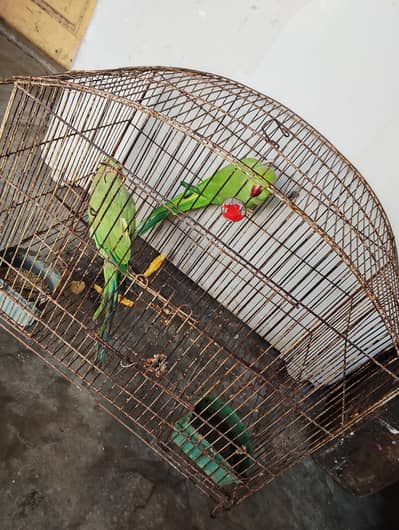 Breeding Pair with Cage