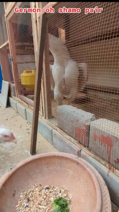 Germon oh shamo pair