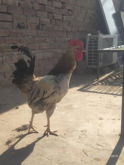 white and Black Bengum Aseel