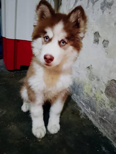 Siberian Husky puppy | male husky | blue eye siberian husky for sale