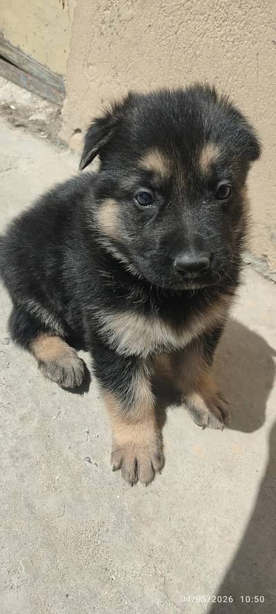 High-Quality German Shepherd Puppies– Heavy Bone & Big Paws