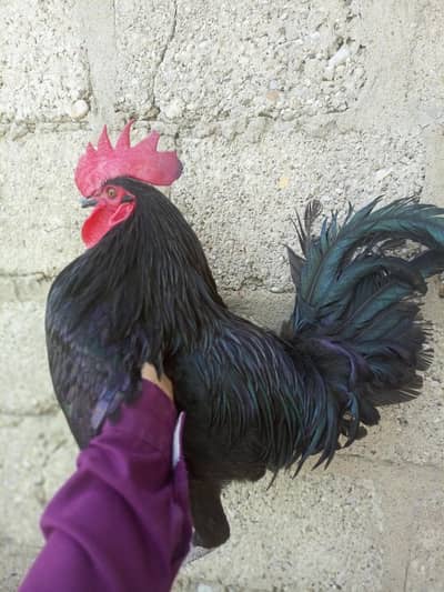 Australorp male