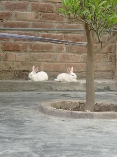 boht hi achi barred ha