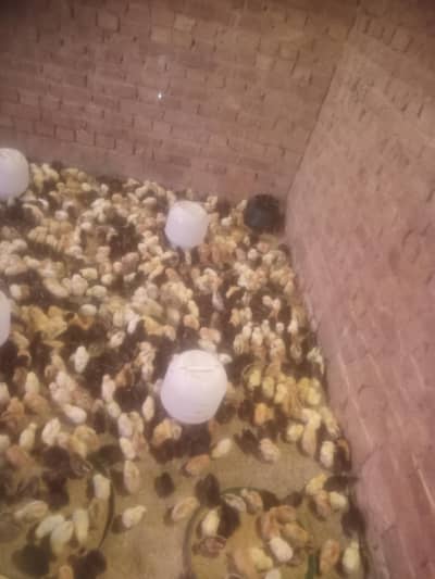 Gold mesri hens for sale 1500 piece