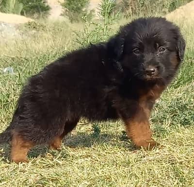 German Shepherd long coat male dog for sale