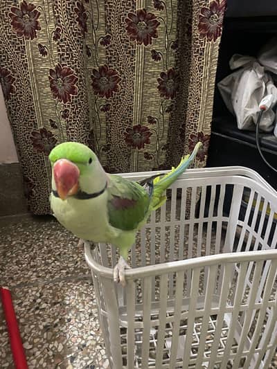 Kashmiri Raw male  big size