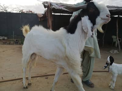 Gulabi kapla breeder for sale also for Qurbani 2026