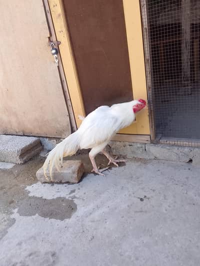 paper white aseel heera