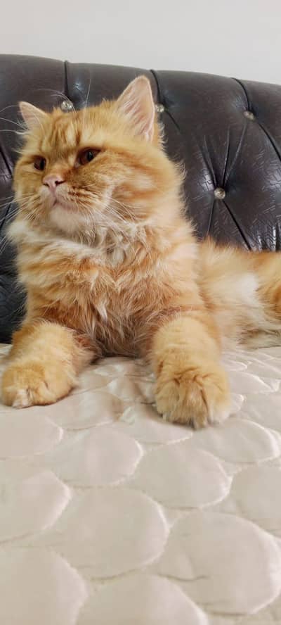 BROWN PERSIYAN CAT 