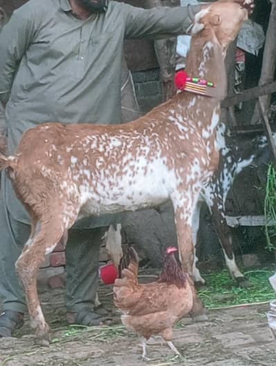 Makhi Chini Confram 100 percent pregnut phat Sale