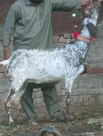 Makhi Chini Confram 100 percent pregnut phat Sale