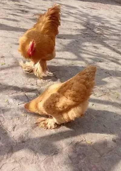 Parrot beak murga| male aseel | Golden buff pair | murgia for sale