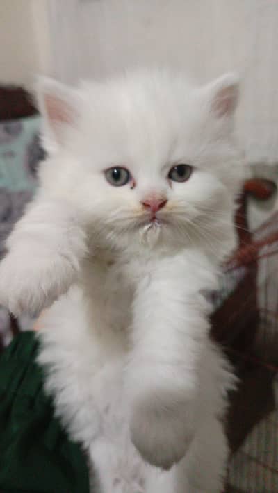 Persian Triple Coated Kittens For Sale