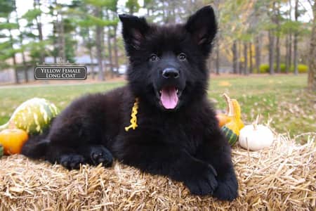 Black shepherd | gsd | Puppy | Shepherd Dog | Puppies | Long Coat
