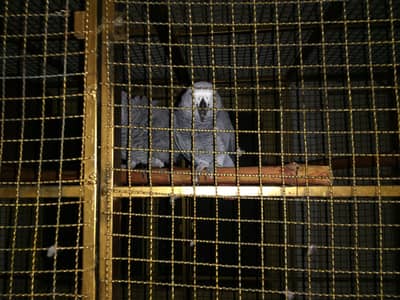Congo African Grey Male Parrot (DNA Certified) – (With Large Cage)